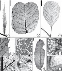 Image result for Pseudospondias