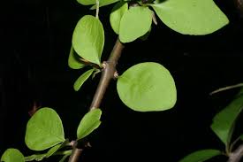 Image result for Pisonia aculeata