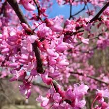 Check spelling or type a new query. Guide To Identifying Spring Flowers In Middle Tennessee Wztv