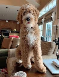 View all of happytail's adorable puppies for sale. Dogwood Doodlebugs In North Carolina Find Your Bernedoodle Goldendoodle Or Sheepadoodle Puppy Good Dog Sheepadoodle Puppy Sheepadoodle Bernedoodle Puppy