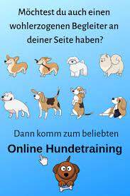 Die voraussetzung für diese übung ist, dass dein hund schon auf die befehle „sitz! oder„platz! reagiert. Lerne Mit Spass Von Zuhause Aus Deinen Hund Besser Zu Erziehen Eine Starkere Bindung Aufzubauen Und Gemeinsam Einen Ents Hundchen Training Hunde Hundetraining