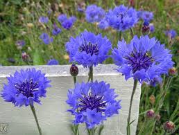 That being said, when you get a bunch of dudes together…and when the variables start adding up—rental car, lapdances for the groom, beer for the hotel room—it helps to have a budget spreadsheet. Centaurea Cyanus Bachelor S Button Cornflower Growing Guide