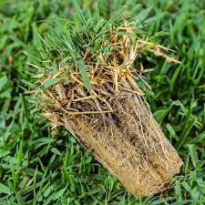 Just how can zoysia lawn grass companion with you to shut out attributes's attack? Empire Zoysia Plug Tray Sod Solutions