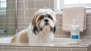 How to Prevent Dog Skin Infections: A Comprehensive Guide