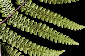 Image result for Pneumatopteris unita