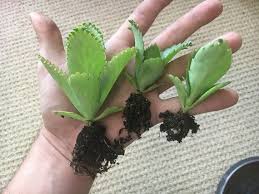 Sale Rare Succulent Mother Of Thousands Etsy In 2020 Starter Plants Rare Succulents Succulents
