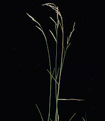 Image result for Eriochloa fatmensis