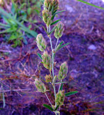 Image result for Antizoma angustifolia