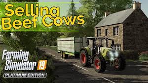 Selling Beef Cows With A New Class Greenwich Valley 1 1 Fs19 Youtube