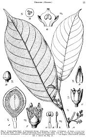 Image result for Coula edulis