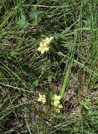 Image result for Cucumis hirsutus