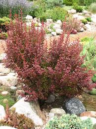 Image result for Barberry