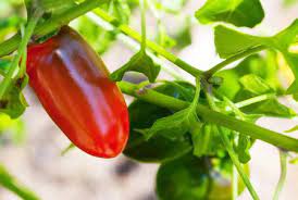„chili (lub czasami „chilie) to gulasz z mięsa, cebuli, czosnku, przypraw i chili, zwykle z chile to hiszpańska pisownia. What S The Difference Between Chile Chili And Chilli