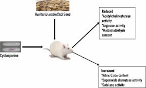 Image result for Hunteria umbellata