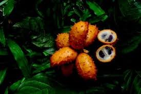 Image result for Uvaria tanzaniae