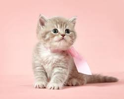 Allen schoen, a veterinarian, behaviorist. The 1 Product To Show Your Cat You Love Them Skoon Cat Litter