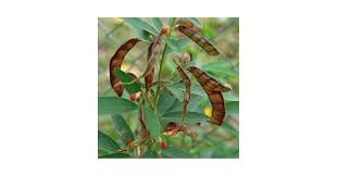 Image result for Cajanus cajan