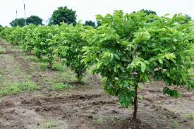 Image result for Psidium guajava