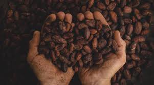 Children who work on cocoa plantations are exposed to hazards such as dangerous tools, dust, flames or smoke, chemicals, and/or physically demanding labor such as carrying heavy loads or spending. Removing Child Labor Deforestation And Poverty From The Cost Of Chocolate