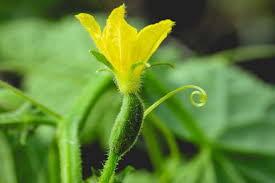 Image result for female flowers cucumber