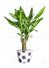 Image result for Dracaena steudneri