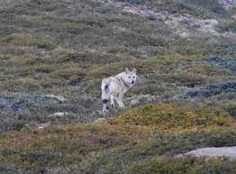 Should The Himalayan Wolf Be Classified As A New Species Wolf Species Conservation Biology