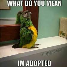 Pin By Carmen Weeder On Birds Funny Parrots Funny Birds Pet Birds