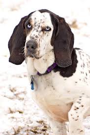 Black And White Hound Mix Dog Basset Hound Mixed Breeds Basset Hound Mix Basset Hound Basset