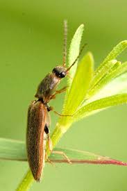 Image result for Schizostephanus alatus