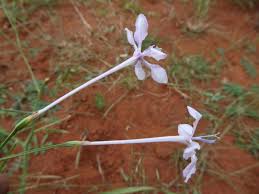 Image result for Afrosolen coeruleus