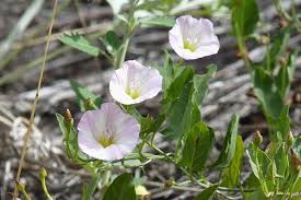 Image result for Convolvulus arvensis