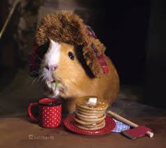 pin on fuzzbertagrams