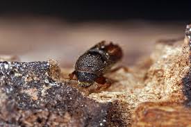 Borkenkäfer gehören zur natürlichen ausstattung eines waldes. Pityogenes Chalcographus Kupferstecher Sechszahniger Fichtenborkenkafer Borkenkafer Scolytidae