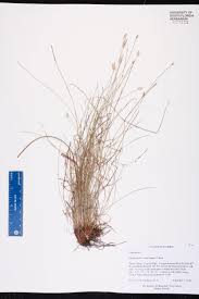 Image result for Abildgaardia ovata