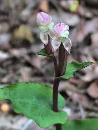 Image result for Disperis thomensis