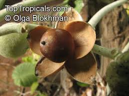 Image result for Argyreia