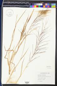 Image result for Leptochloa panicea