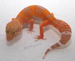 Tangerine Tremper Albino #sffgecko #小农人守宫工作室 #leopardgecko #leopardgeckos  #leopardgeckobreeder #leopardgeckomorph #leopardgeckosofinstagram #gecko  #geckosofinstagram #reddevilgeckos #reddevilleopardgeckos #Tangerinegeckos  #Tangerineleopardgecko