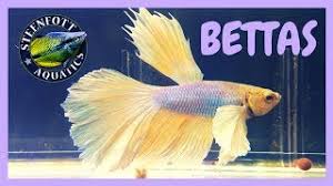 ●music provided by tasty ● song title: All My Betta Fish Dumbo Ear Halfmoon Betta Crowntail Betta Youtube