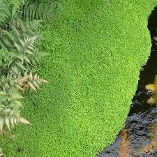 Mind Your Own Business Plant Google Search Mother Of Thousands Plant Jungle Gardens Plant Sale