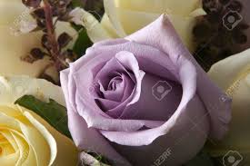 Beautiful purple and white roses. Close Up Of Beautiful Purple Rose In Bloom Surrounded By White Roses Stock Photo Picture And Royalty Free Image Image 1736294