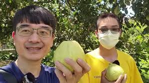 珍珠番石榴2月套袋，4月採摘，脆甜好吃Pearl guava is bagged in February and picked in April,  crisp, sweet and delicious