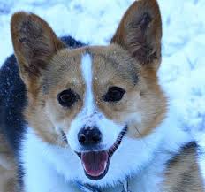 The welsh corgi is a loving and affectionate breed who will be a puppy at heart for its entire life. Glenwood Mn Pembroke Welsh Corgi Meet Tori A Pet For Adoption