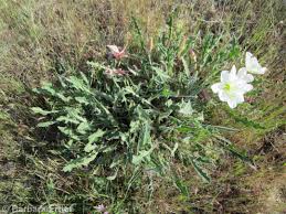 Image result for Loxodera caespitosa