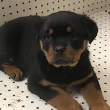 We have 6 akc rottweiler puppies for sale. Guernsey Rivers Rottweiler Kennel Home Facebook