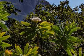 Image result for Protea gaguedi