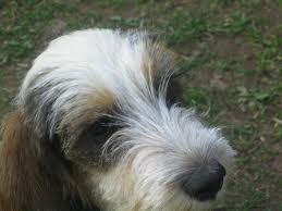 Image result for malý vendéeský hrubosrstý honič