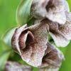Image result for Gladiolus ecklonii