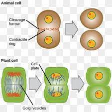 We did not find results for: Cytokinesis Drawing Animal Cell Diagram Telophase And Cytokinesis In Animal Cells Hd Png Download 1085x1082 5765078 Pngfind