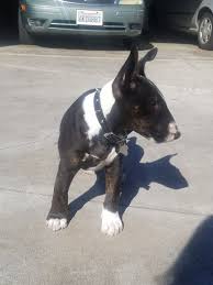 Black And White Bull Terrier Puppy Black White And Bridle Bull Terrier Pup Bull Terrier Terrier English Bull Terriers